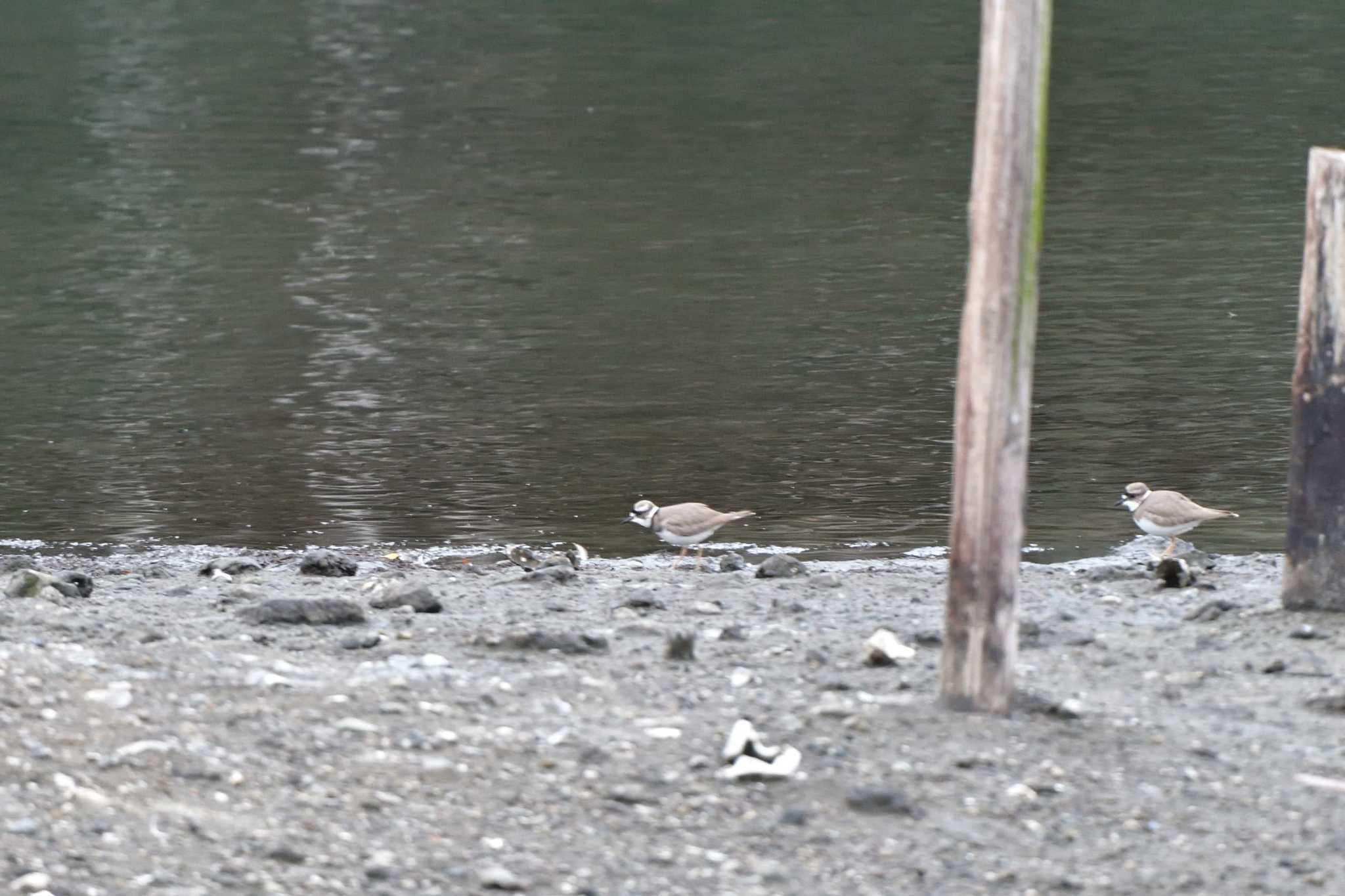 Photo of Long-billed Plover at Nagahama Park by やなさん