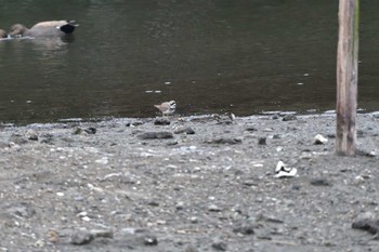 Long-billed Plover Nagahama Park Fri, 2/2/2024