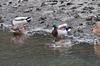 マガモ 長浜公園 2024年2月2日(金)