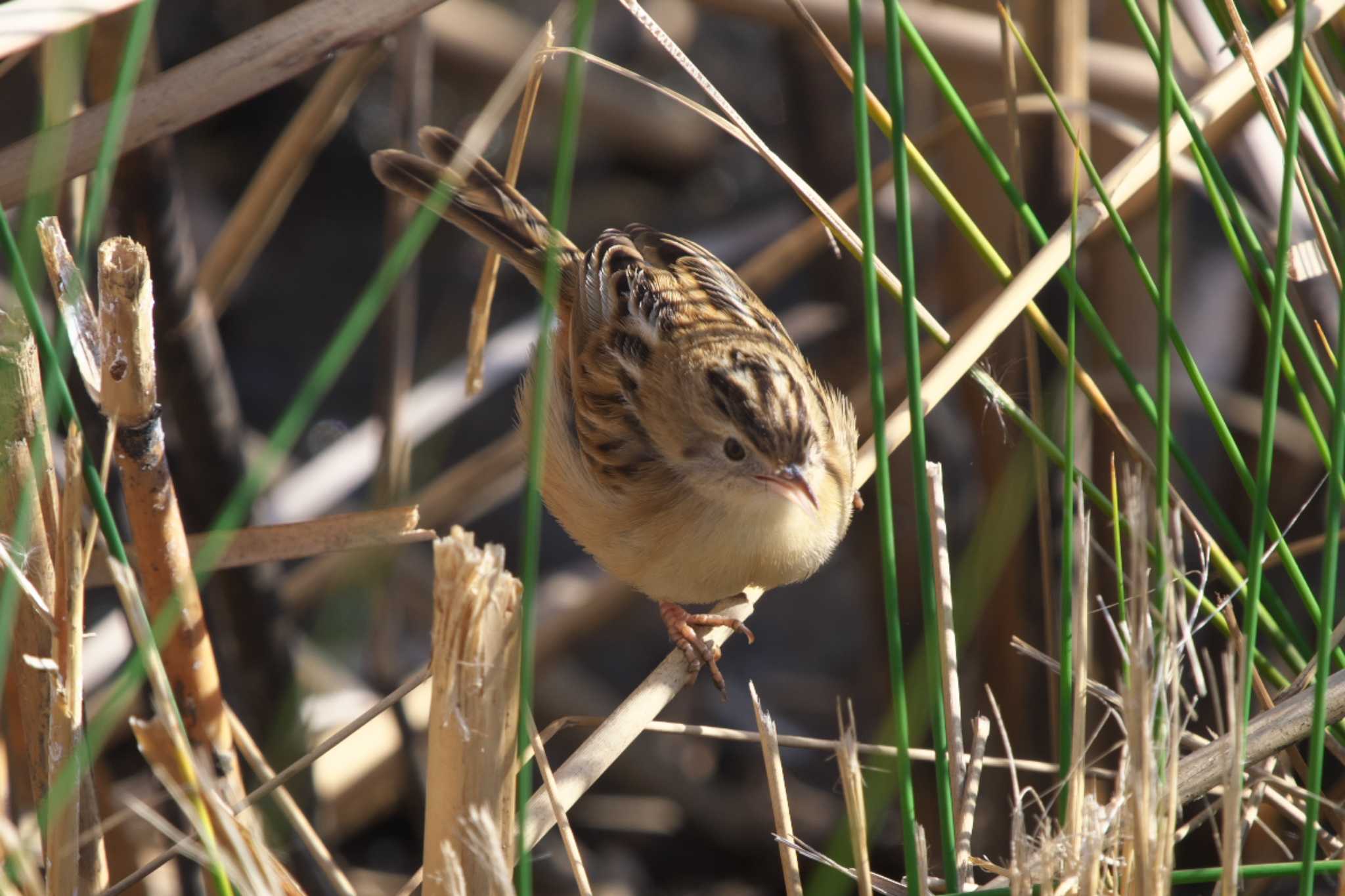 Photo of Zitting Cisticola at 境川遊水地公園 by Y. Watanabe