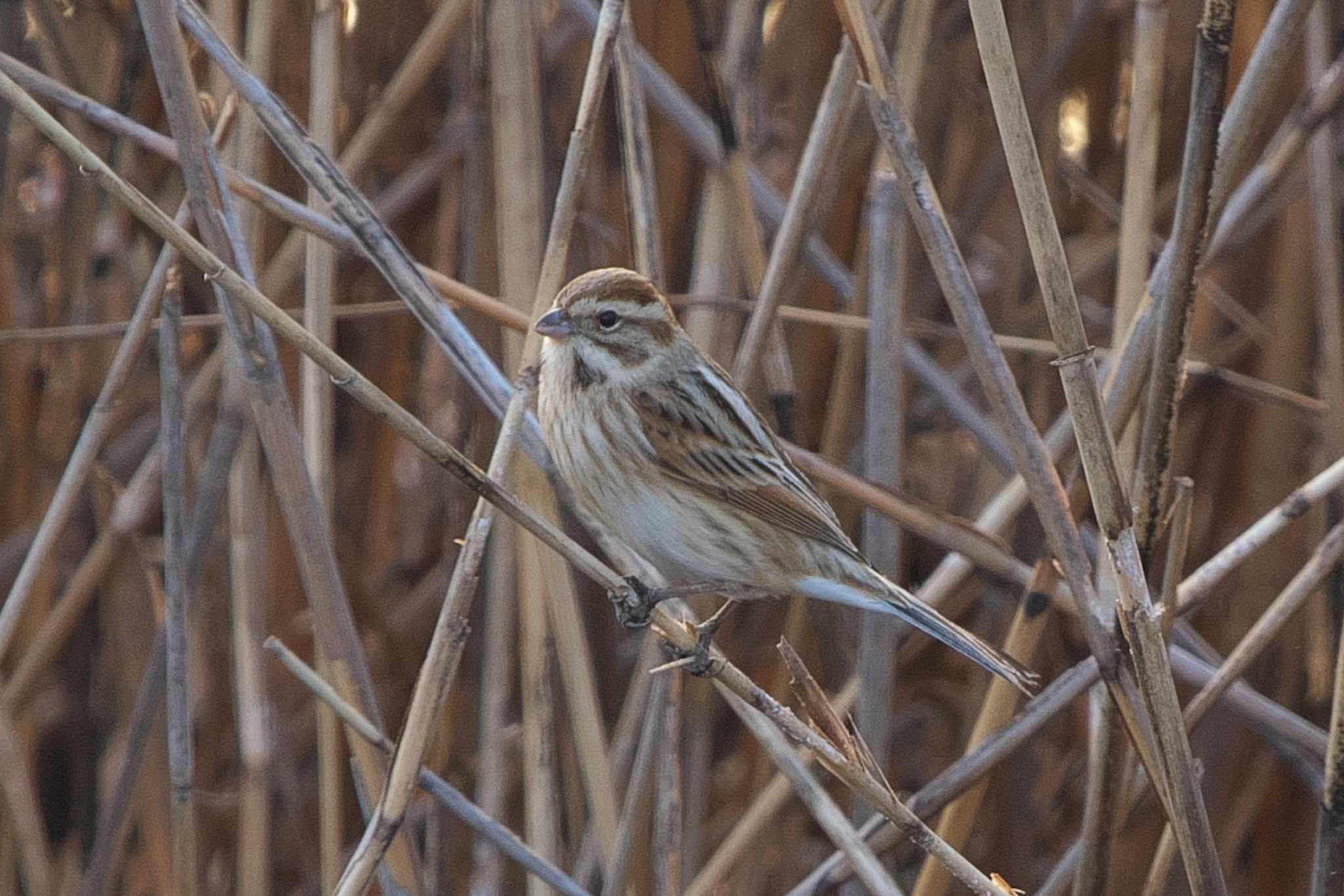 Common Reed Bunting