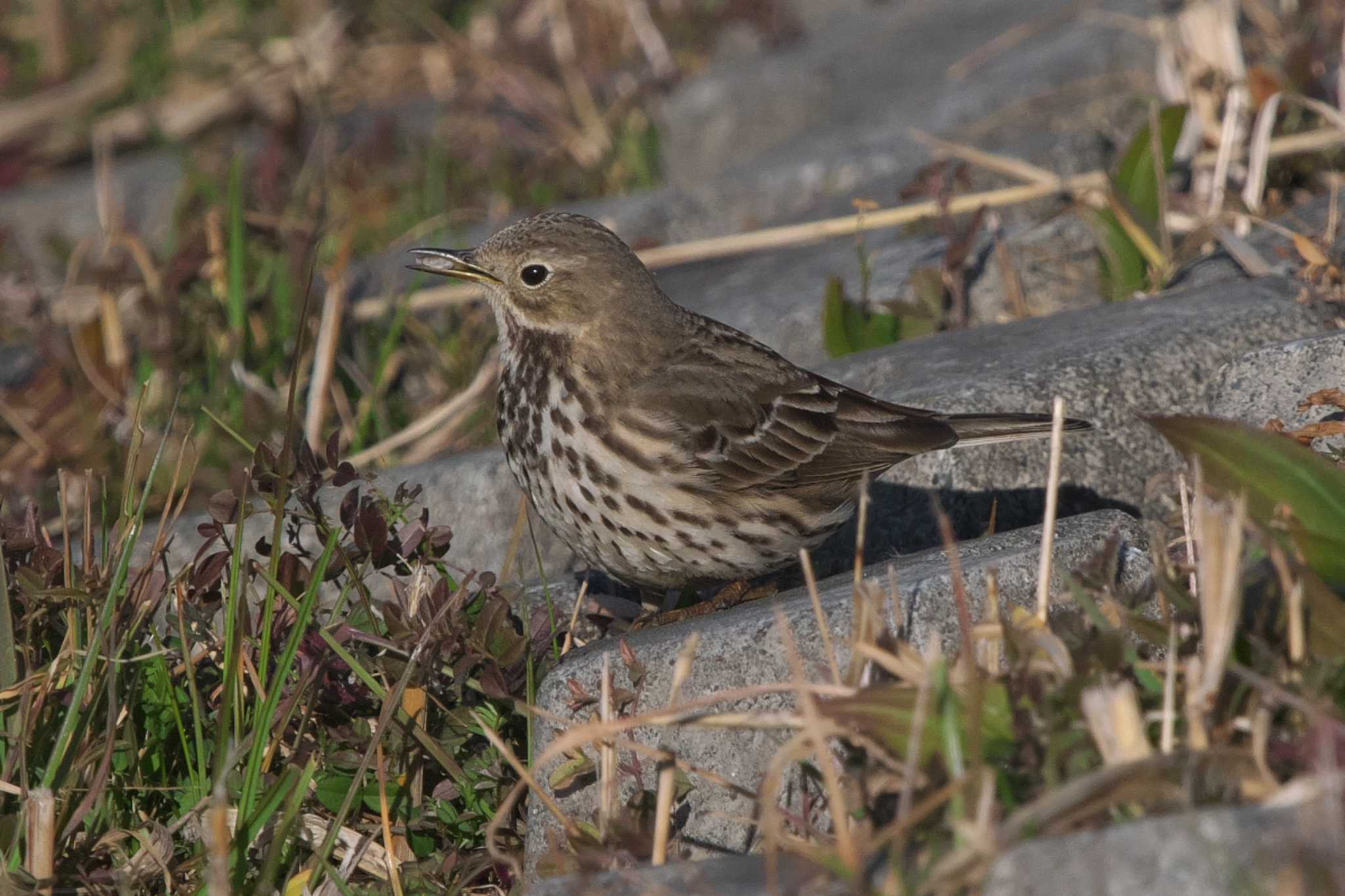 Photo of Water Pipit at 境川遊水地公園 by Y. Watanabe