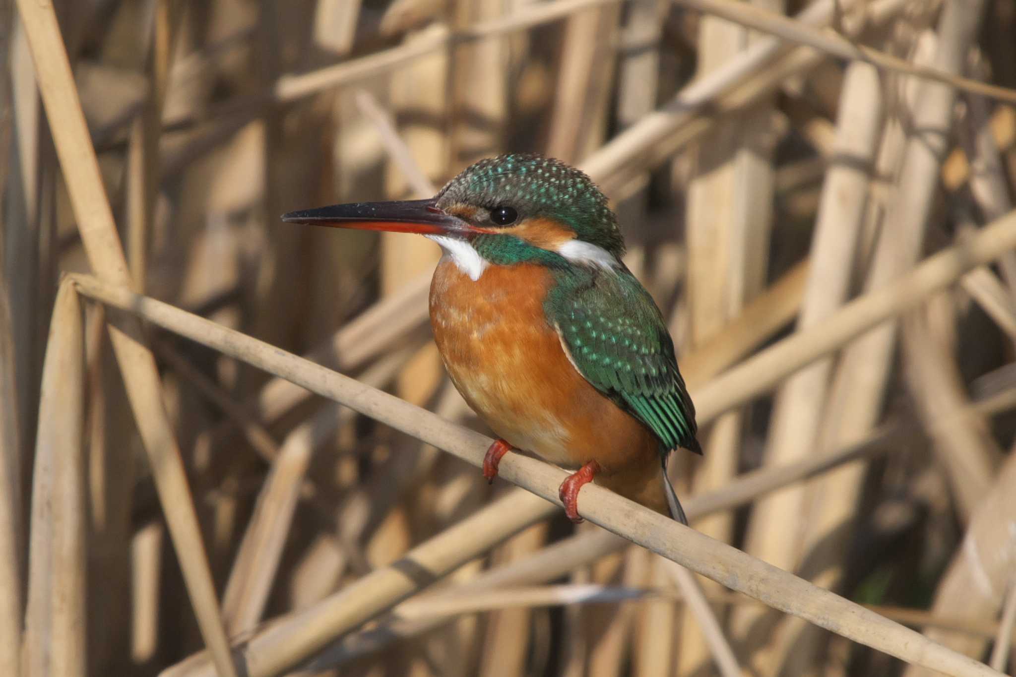 Photo of Common Kingfisher at 境川遊水地公園 by Y. Watanabe