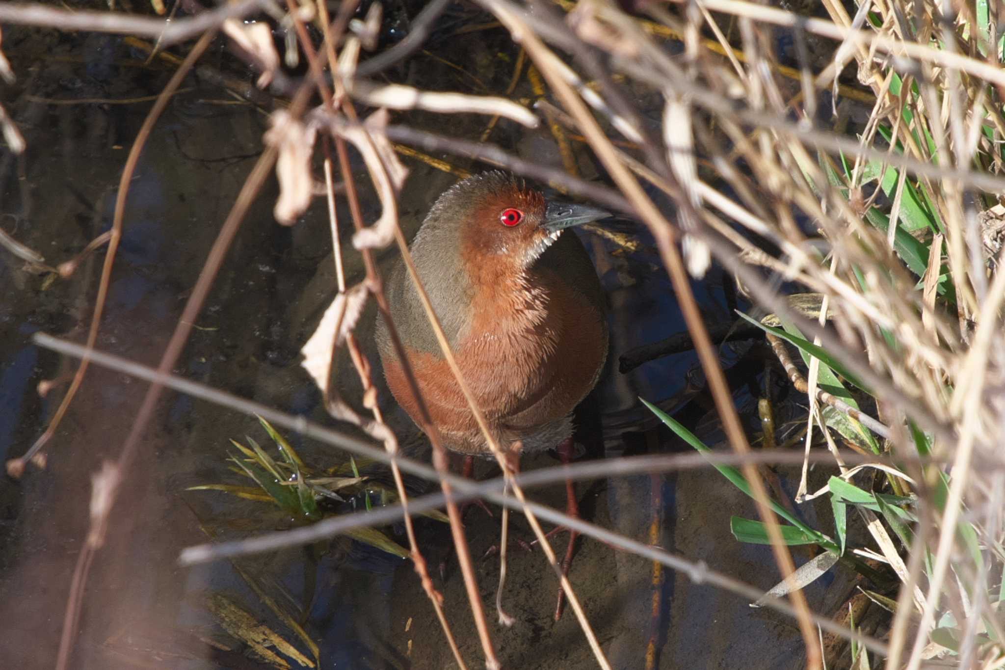 Photo of Ruddy-breasted Crake at 境川遊水地公園 by Y. Watanabe