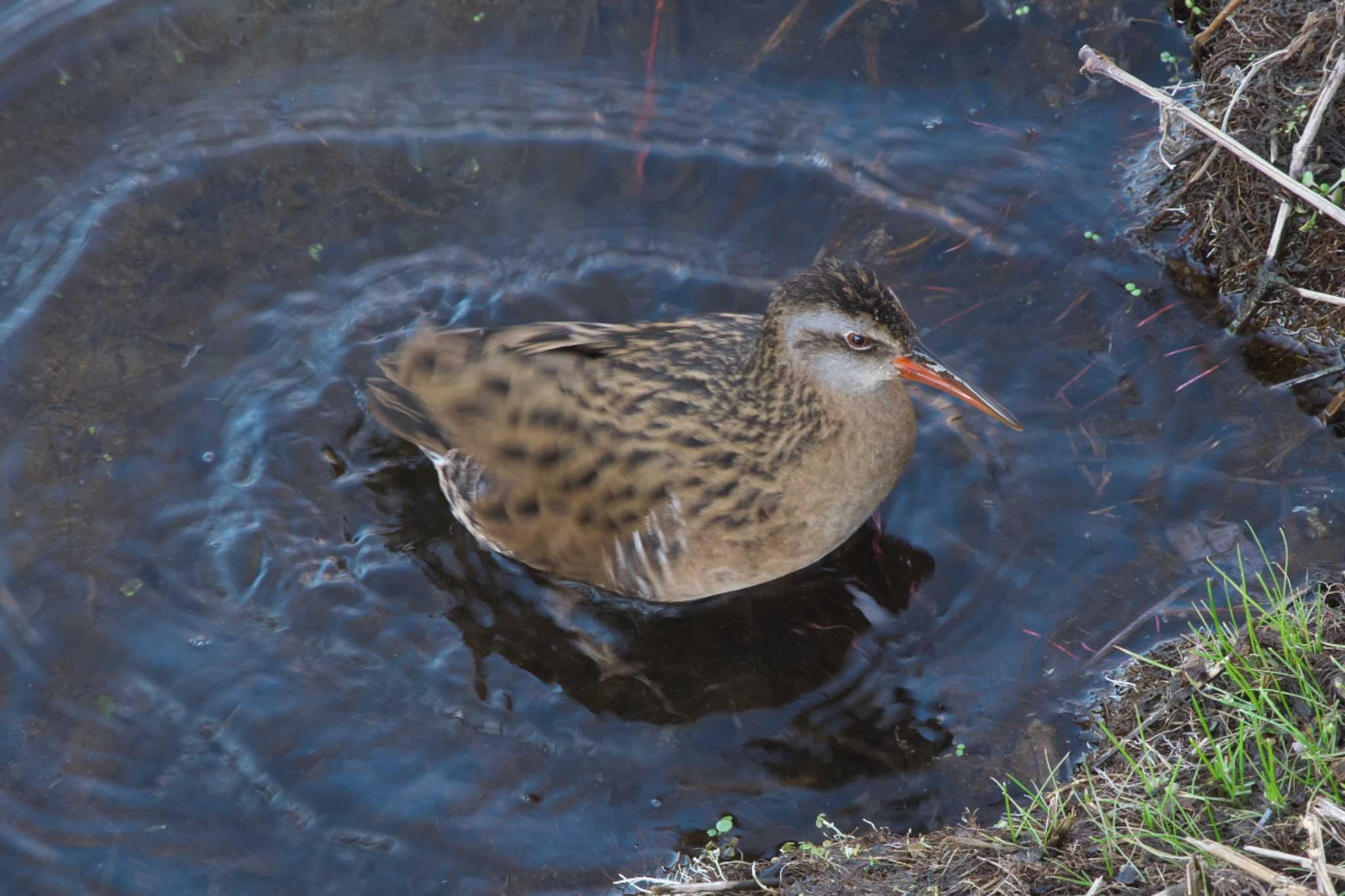 Photo of Brown-cheeked Rail at 境川遊水地公園 by Y. Watanabe