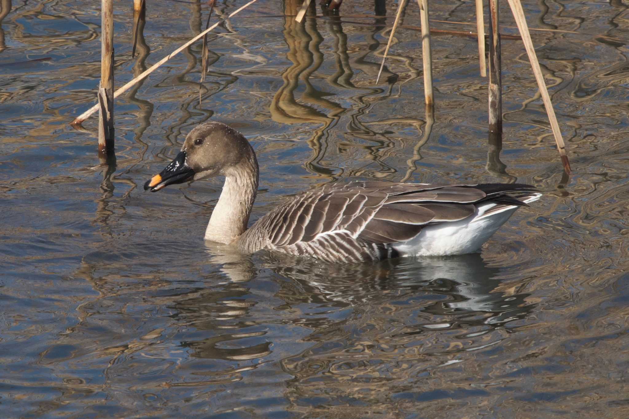 Photo of Taiga Bean Goose at 境川遊水地公園 by Y. Watanabe