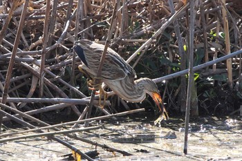 Yellow Bittern 境川遊水地公園 Sat, 2/3/2024