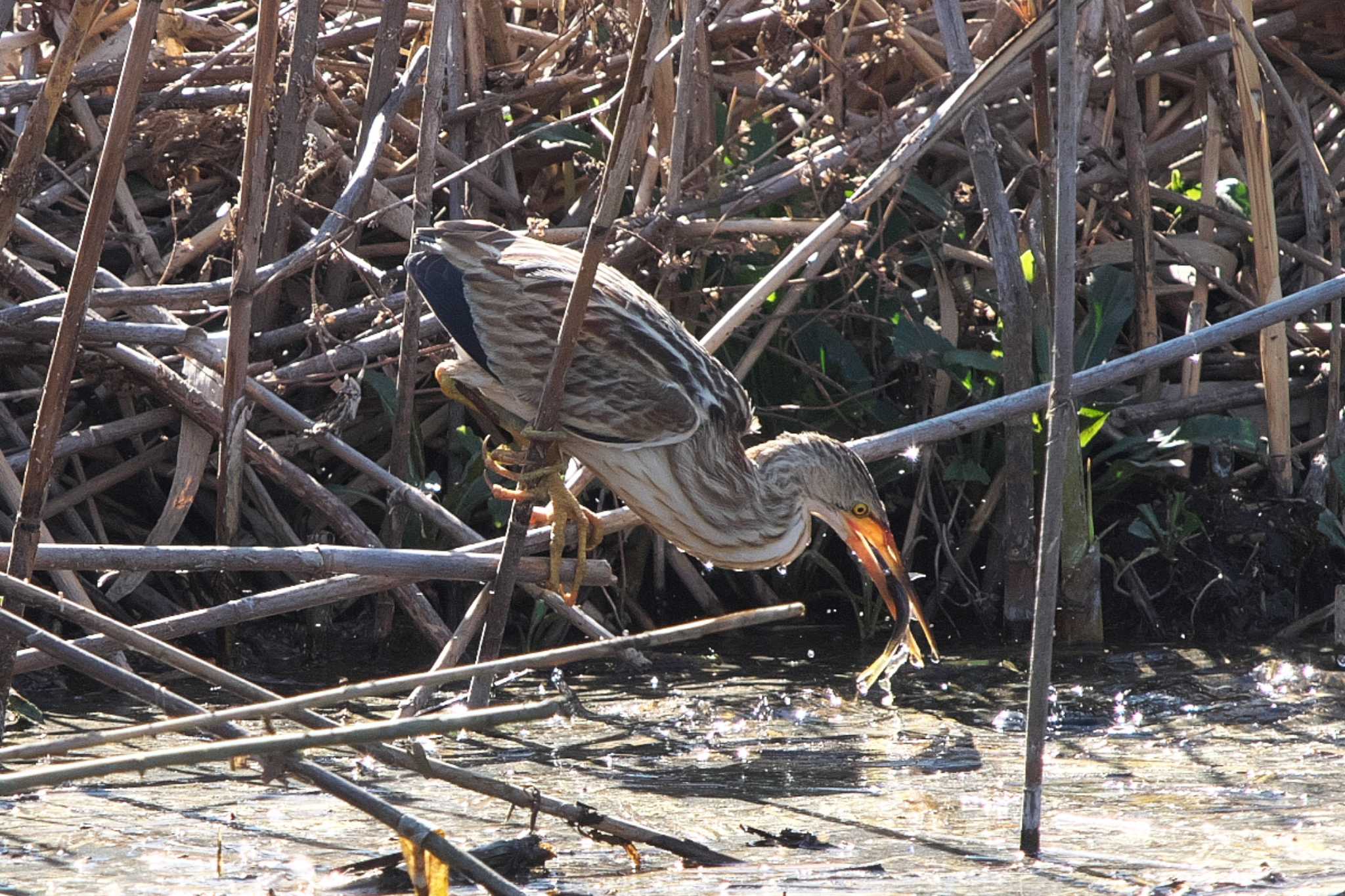 Photo of Yellow Bittern at 境川遊水地公園 by Y. Watanabe