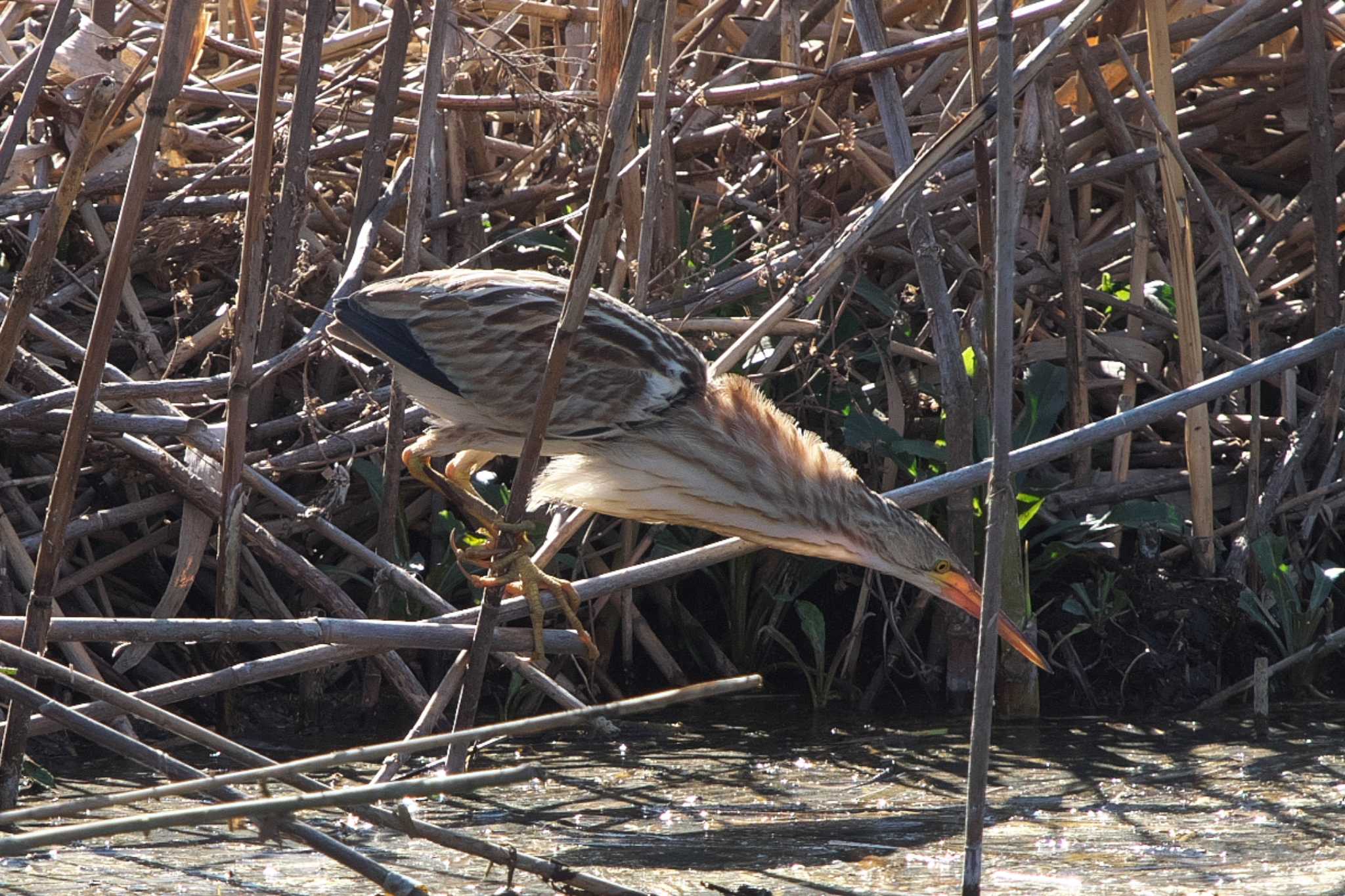 Photo of Yellow Bittern at 境川遊水地公園 by Y. Watanabe