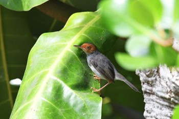 Sat, 11/10/2018 Birding report at Sungei Buloh Wetland Reserve