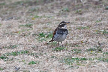 ツグミ 長浜公園 2024年2月2日(金)