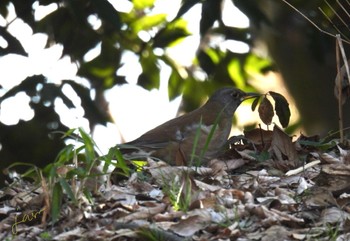 Pale Thrush 木曽川河跡湖公園 Sat, 2/3/2024