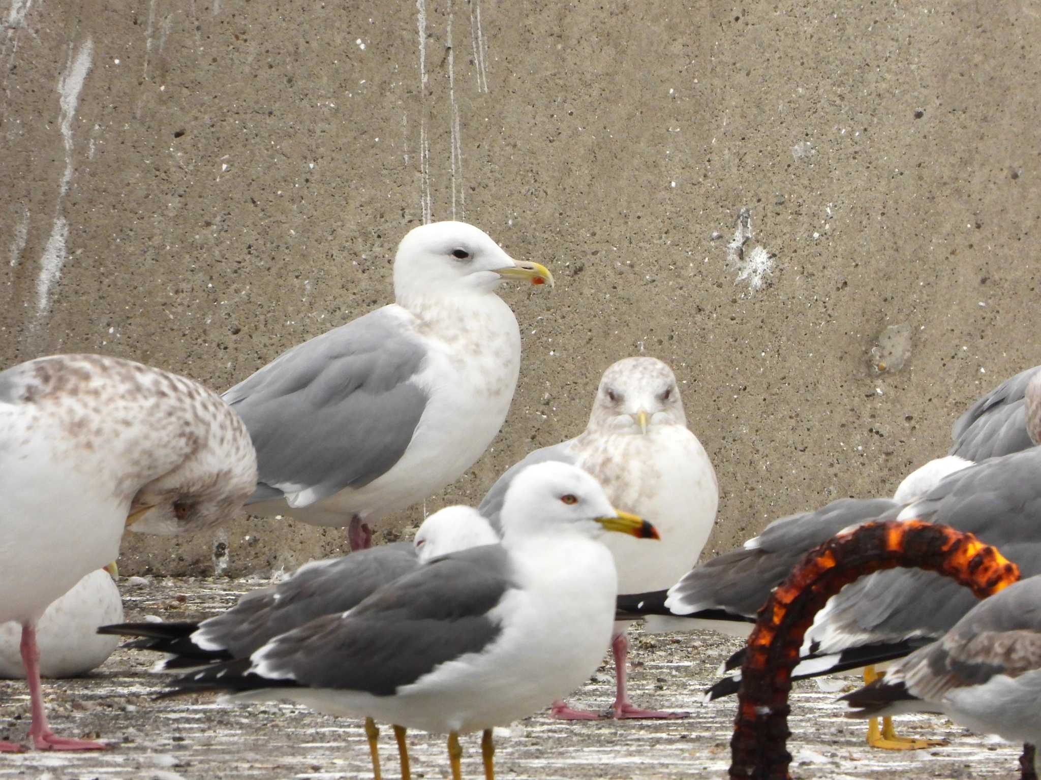 Iceland Gull (thayeri)