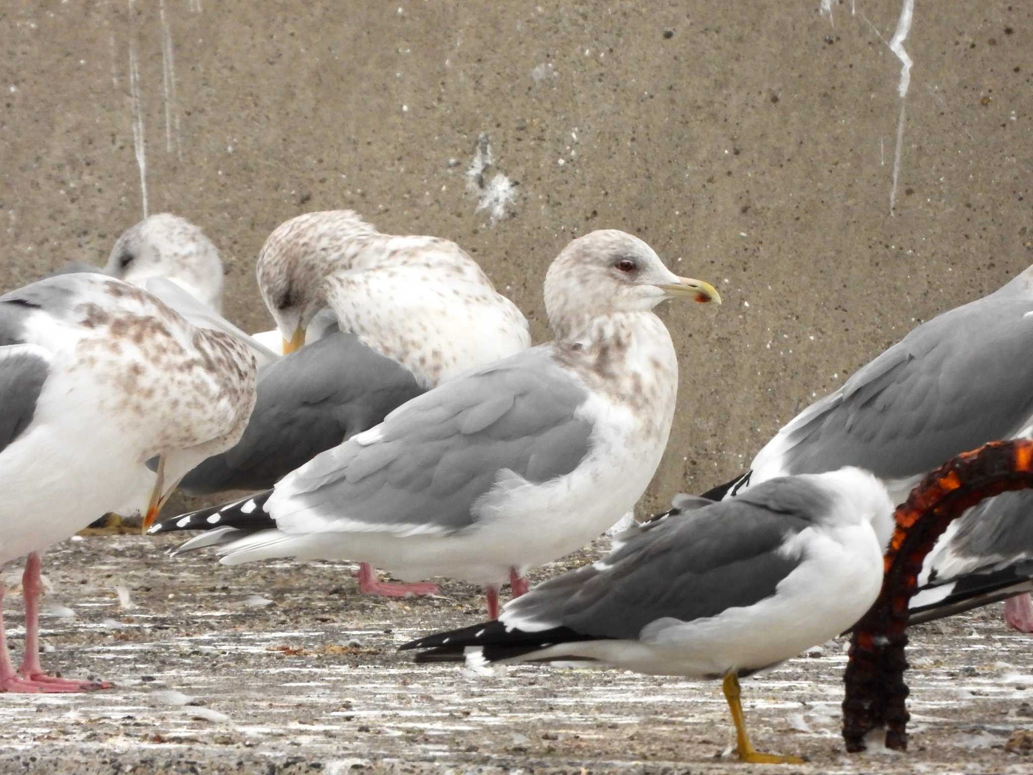 Iceland Gull (thayeri)