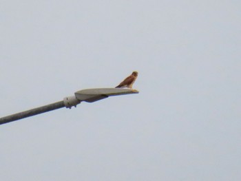 Common Kestrel Unknown Spots Thu, 7/13/2023