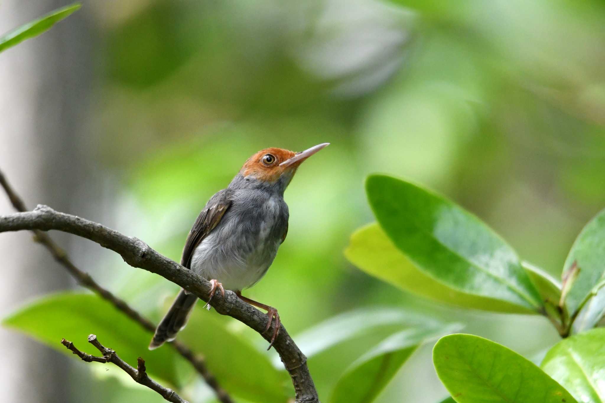 Photo of Ashy Tailorbird at Sungei Buloh Wetland Reserve by あひる