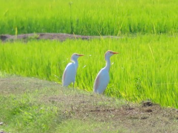 アマサギ 場所が不明 2023年7月12日(水)