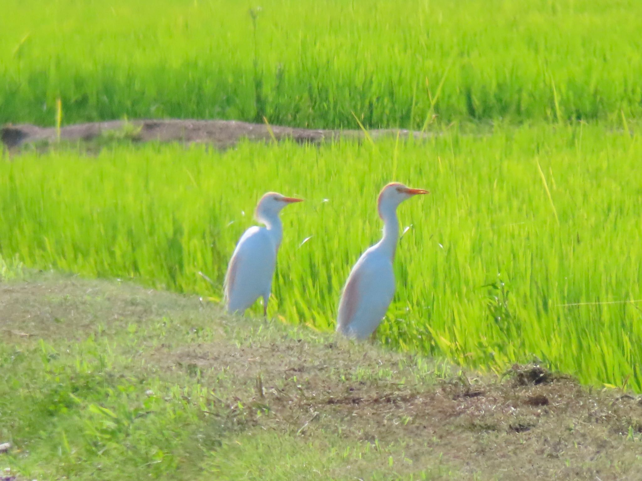 Photo of Eastern Cattle Egret at  by risa