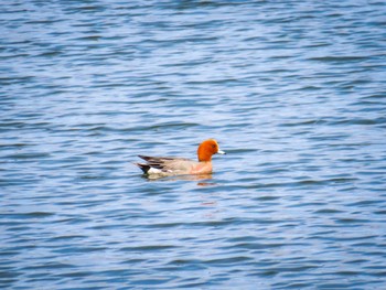 Eurasian Wigeon Unknown Spots Fri, 3/31/2023