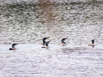 Great Cormorant Unknown Spots Fri, 3/31/2023