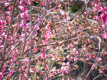 Warbling White-eye Unknown Spots Tue, 2/28/2023