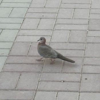 Laughing Dove サウジアラビア Tue, 12/12/2023