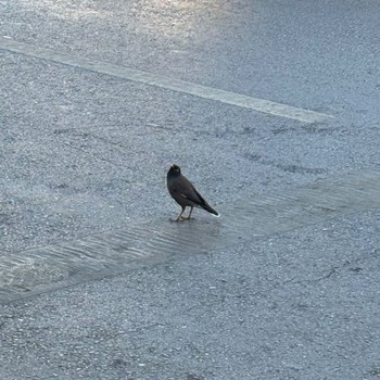 Common Myna サウジアラビア Thu, 12/14/2023