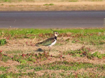 Northern Lapwing Unknown Spots Fri, 12/8/2023