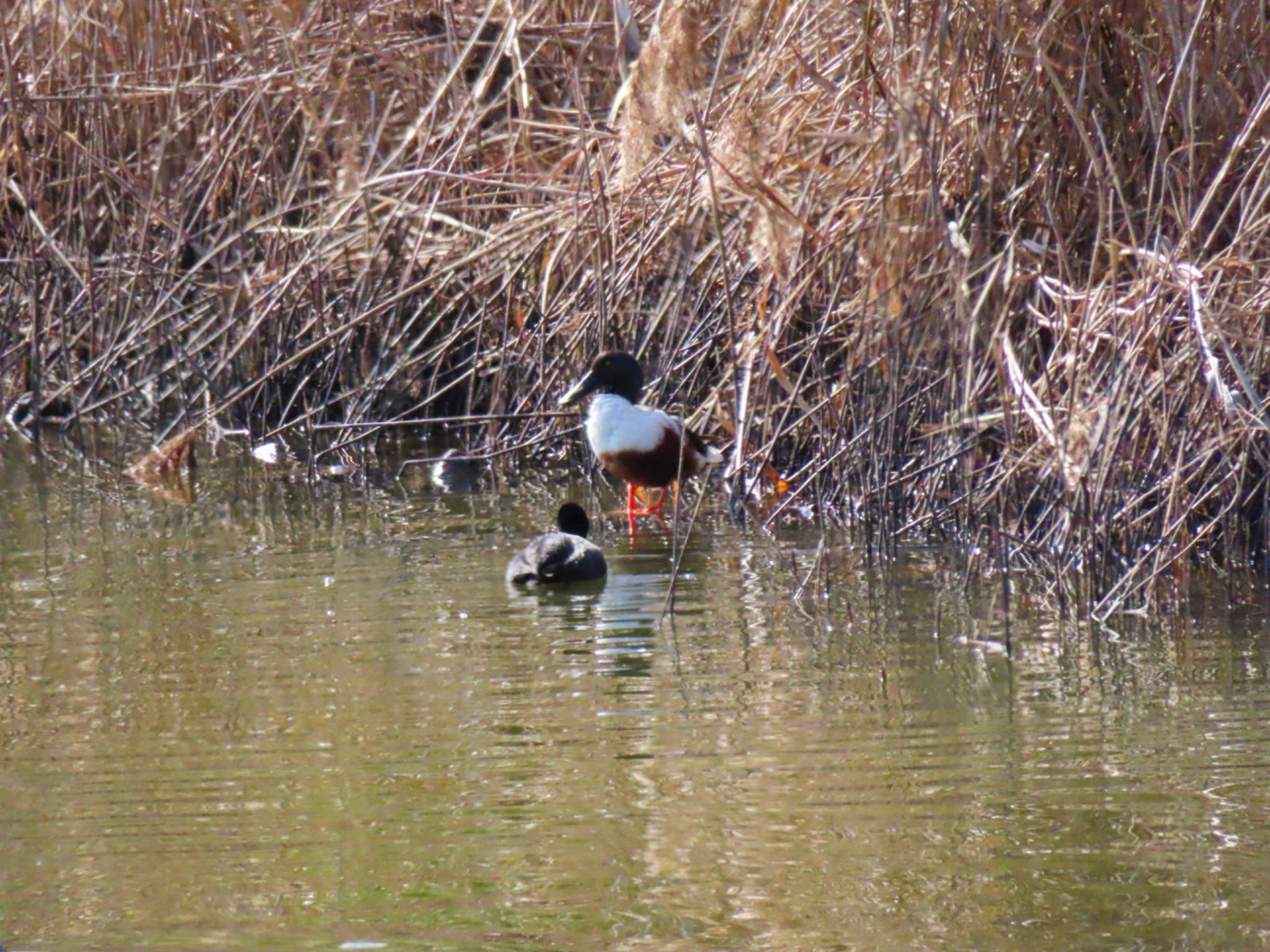 Photo of Northern Shoveler at  by risa