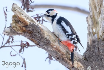 Great Spotted Woodpecker 札幌モエレ沼公園 Fri, 1/26/2024