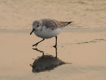 Sanderling 辻堂海岸 Sat, 2/3/2024