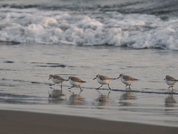 Sanderling 辻堂海岸 Sat, 2/3/2024