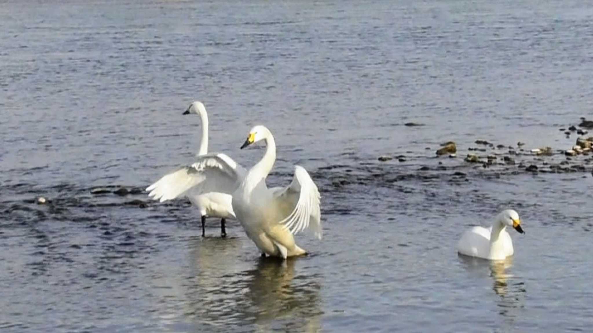 長野県上田市 千曲川 コハクチョウの写真 by YOKO@長野県