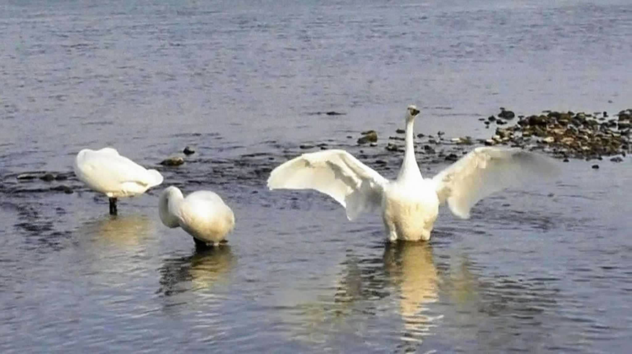 長野県上田市 千曲川 コハクチョウの写真 by YOKO@長野県