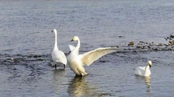 2024年2月3日(土) 長野県上田市 千曲川の野鳥観察記録