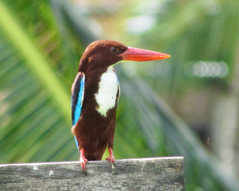 White-throated Kingfisher Langkawi Island(General Area) Sun, 1/15/2012