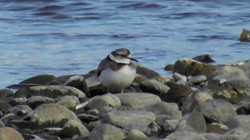 Long-billed Plover 長野県上田市 千曲川 Sat, 2/3/2024