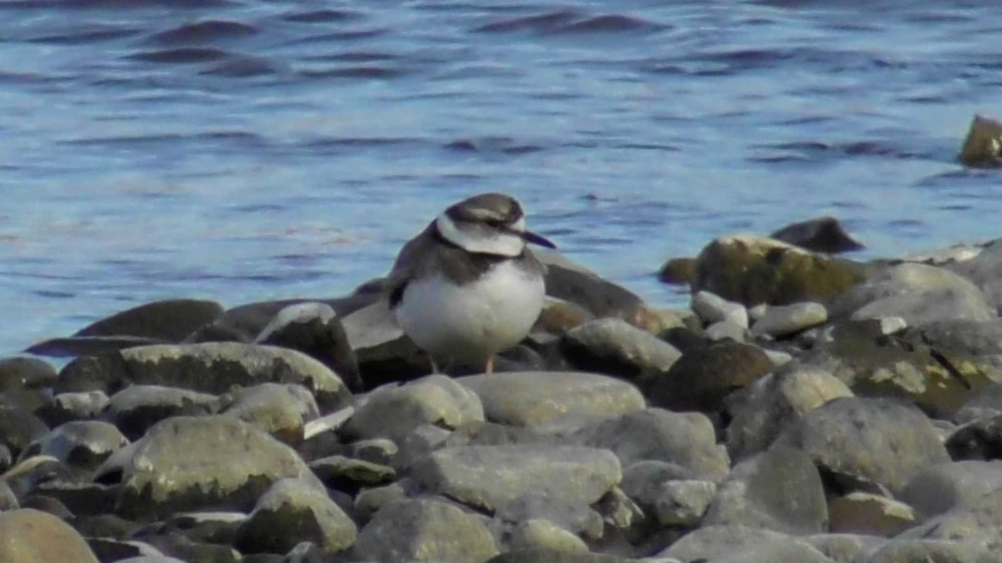 Photo of Long-billed Plover at 長野県上田市 千曲川 by YOKO@長野県