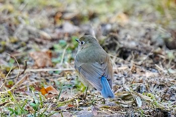 2024年2月3日(土) 木瀬ダム(愛知県 豊田市)の野鳥観察記録