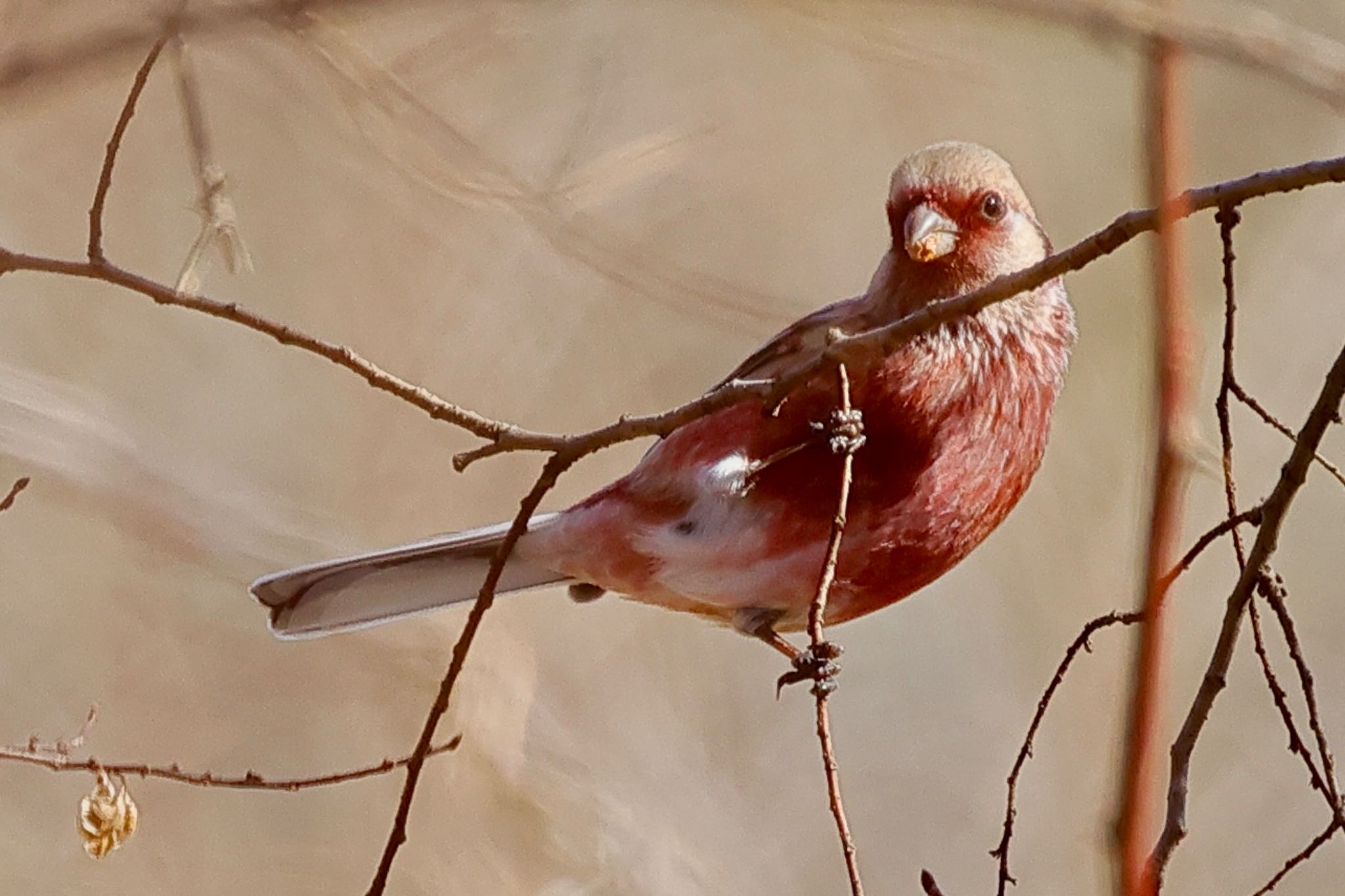 Photo of Siberian Long-tailed Rosefinch at 国営木曽三川公園  by トシさん