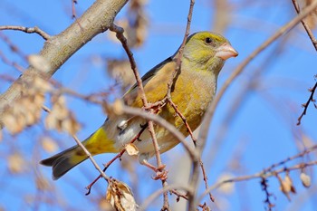 Grey-capped Greenfinch 国営木曽三川公園  Sat, 2/3/2024