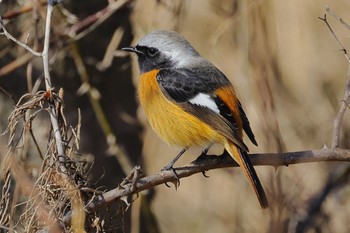 ジョウビタキ 国営木曽三川公園  2024年2月3日(土)