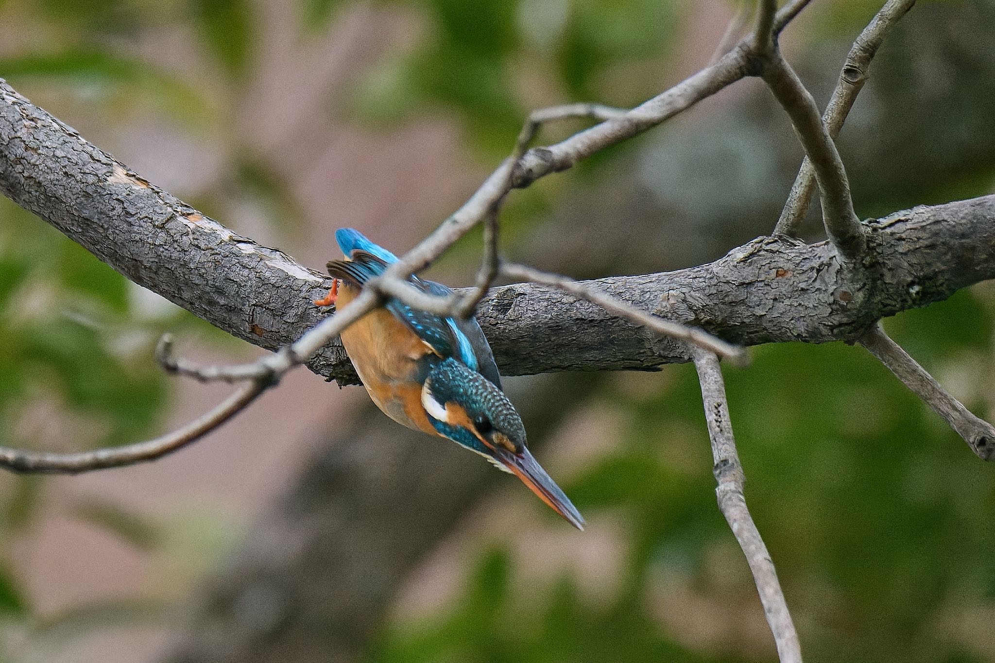 カワセミ