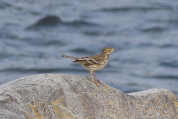 Water Pipit 多摩川二ヶ領宿河原堰 Sun, 11/18/2018