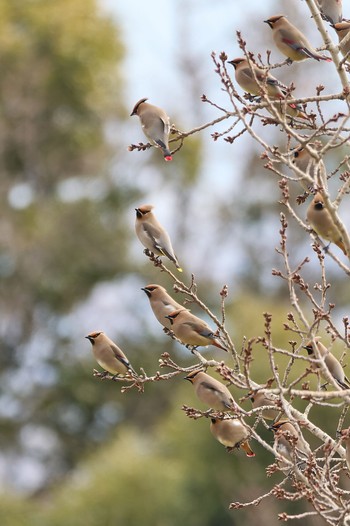 2024年2月3日(土) 大阪府の野鳥観察記録