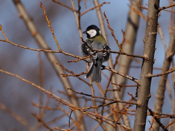 Japanese Tit 大堀川水辺公園 Sat, 2/3/2024