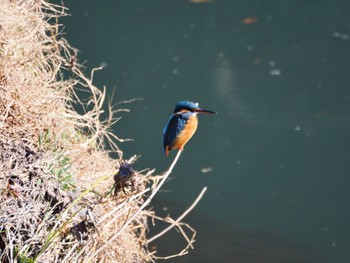 Common Kingfisher 大堀川水辺公園 Sat, 2/3/2024