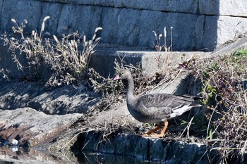 カリガネ 場所が不明 2018年11月18日(日)