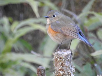 2024年2月3日(土) 早戸川林道の野鳥観察記録