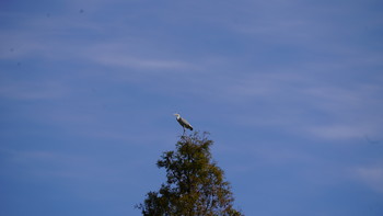 Grey Heron 東山動植物園 Sun, 11/18/2018